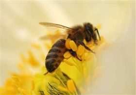 蜂王浆软胶囊出口代加工