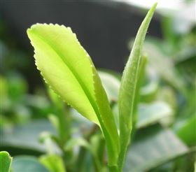 茶多酚软胶囊出口代加工 