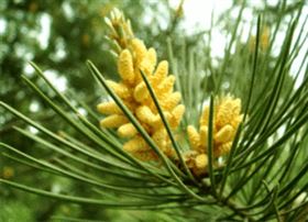 松花粉凝胶糖果代加工 保健食品