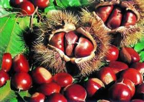 板栗 凝胶糖果代生产加工厂商