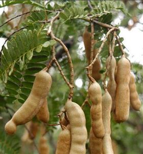 酸角 保健食品代加工