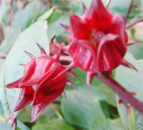 玫瑰茄凝胶糖果代生产加工