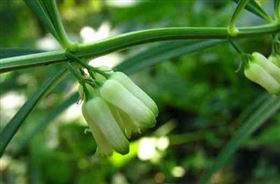 保健食品代生产加工厂家