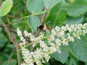 盐肤木果油凝胶糖果  保健食品代加工