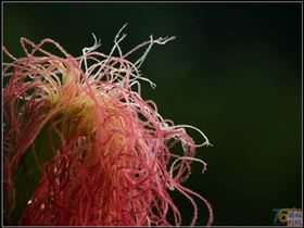 玉米须 凝胶糖果代加工