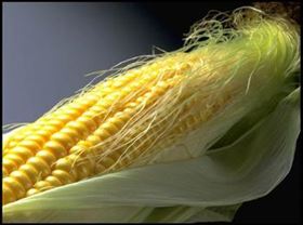 玉米须 保健食品代加工