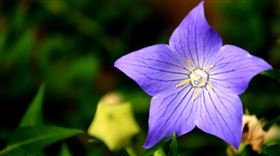 桔梗保健食品代加工