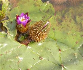 芡实压片糖果 保健食品代加工