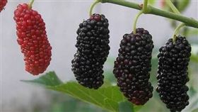 桑葚定制贴牌外销出口压片糖果代加工