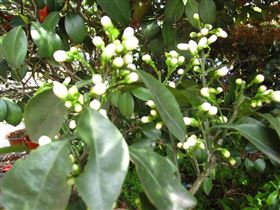 代代花保健食品代加工