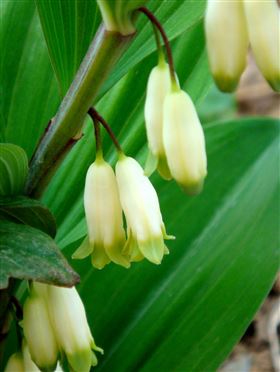 玉竹保健食品代加工