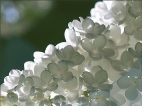 丁香保健食品代加工OEM