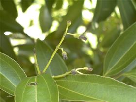 肉桂保健食品代加工 