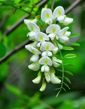 保健食品压片糖果代加工槐花