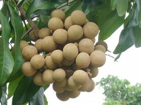 上海保健食品代加工龙眼