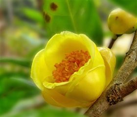 金花茶定制出口外销保健食品代加工