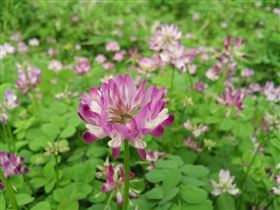 紫云英保健食品定制贴牌代加工