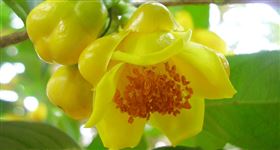 上海金花茶保健食品代加工OEM