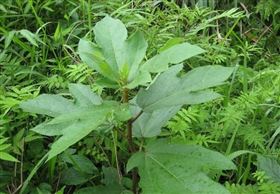 上海五指毛桃保健食品代加工