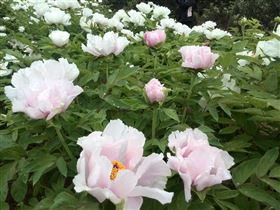 保健食品代加工OEM牡丹籽