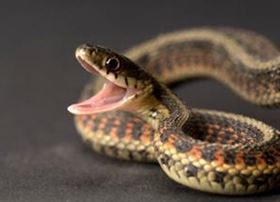 乌梢蛇保健食品代加工