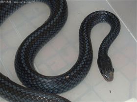 上海保健食品代加工乌梢蛇