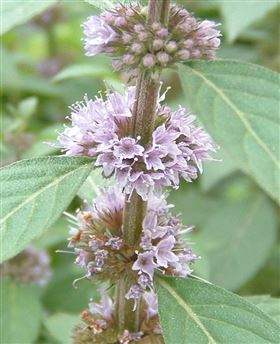 香薷保健食品代加工OEM