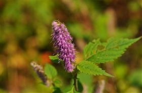 定制出口外销保健食品香薷代加工