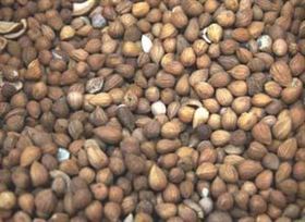 紫苏籽保健食品代加工OEM