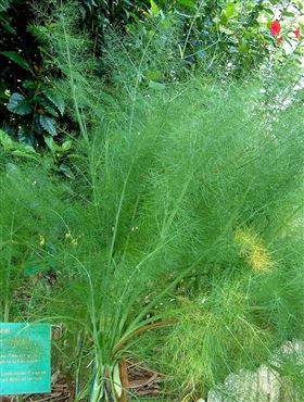 保健食品小茴香OEM