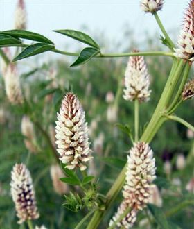 甘草代加工保健食品OEM