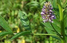 甘草保健食品定制出口代加工