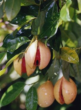 肉豆蔻保健食品定制代加工