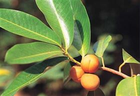 出口定制代加工肉豆蔻保健食品 出口定制代加工肉豆蔻保健食品