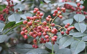 花椒保健食品代加工OEM