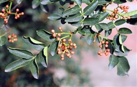 定制花椒保健食品代加工OEM