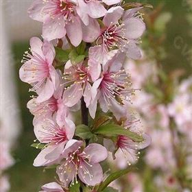 代加工郁李仁保健食品