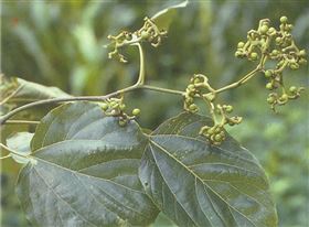 枳椇子代加工保健食品