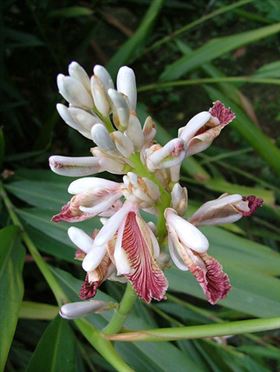 代加工益智仁保健食品OEM 代加工益智仁保健食品OEM