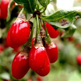 代加工枸杞保健食品OEM