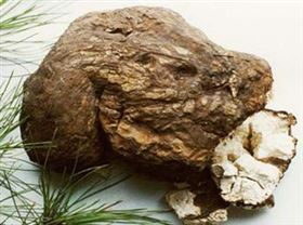 代加工茯苓保健食品OEM定制