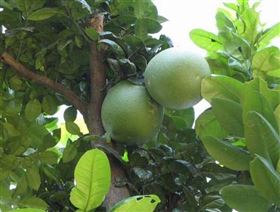 定制香橼保健食品OEM 定制香橼保健食品OEM