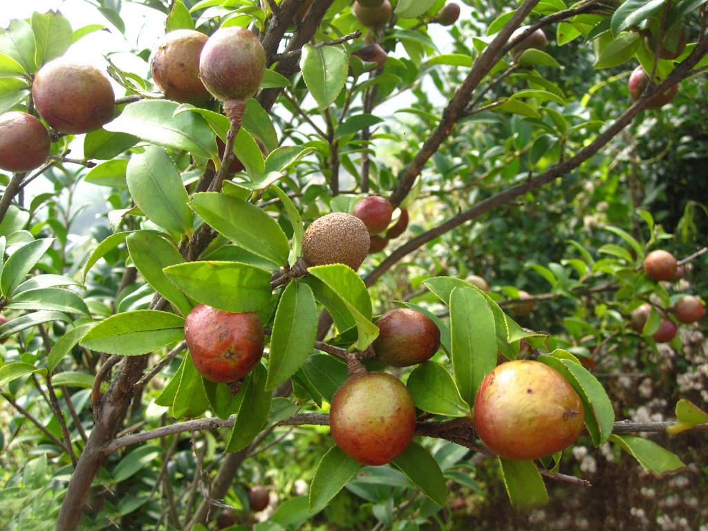 山茶油软胶囊(QS)凝胶糖果代加工