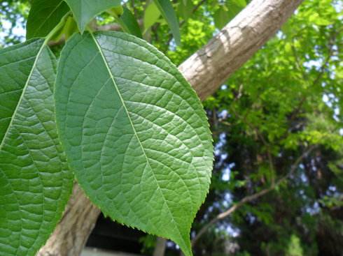 杜仲茶代加工