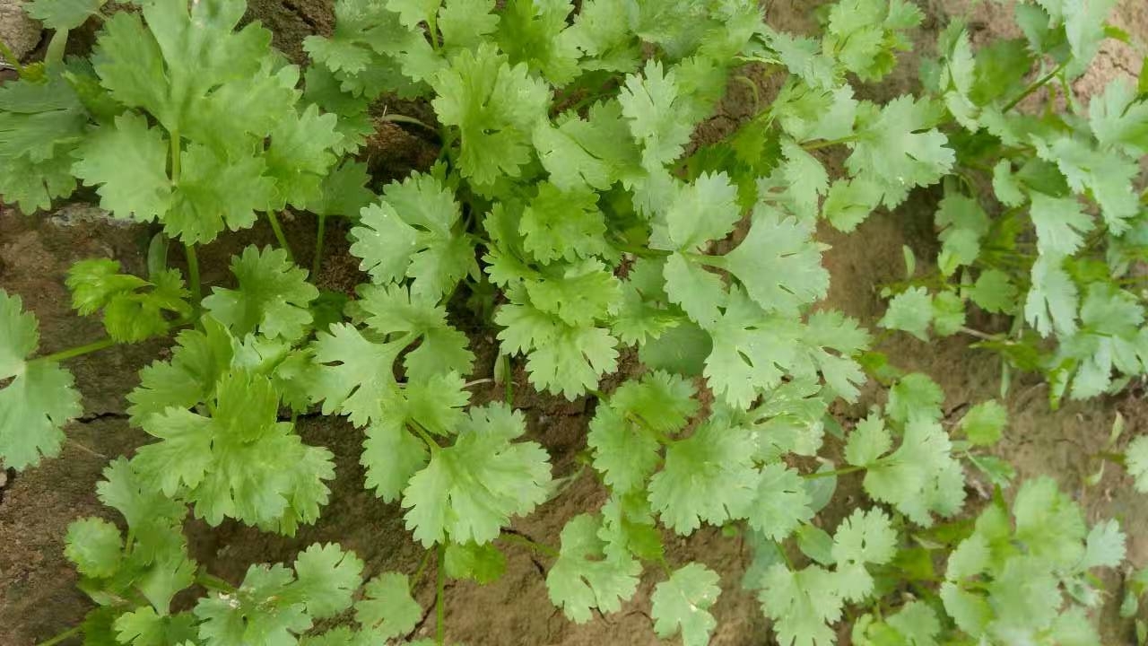 香菜