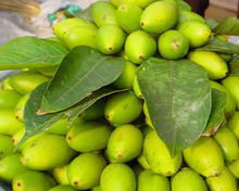 橄榄保健食品外销出口备案生产